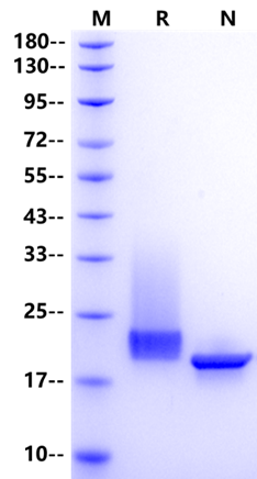 OSM Protein, Mouse