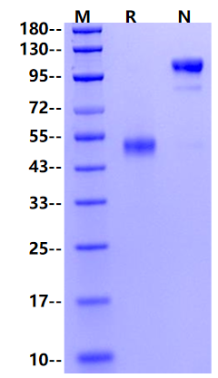 CD300b/LMIR5/CD300LB Fc Chimera Protein, Human