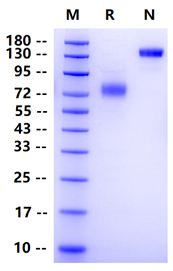 Biotinylated B7-1 Fc&Avi Tag Protein, Human