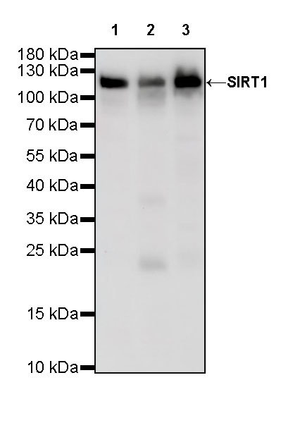 SIRT1 Recombinant Rabbit mAb (S-R297)