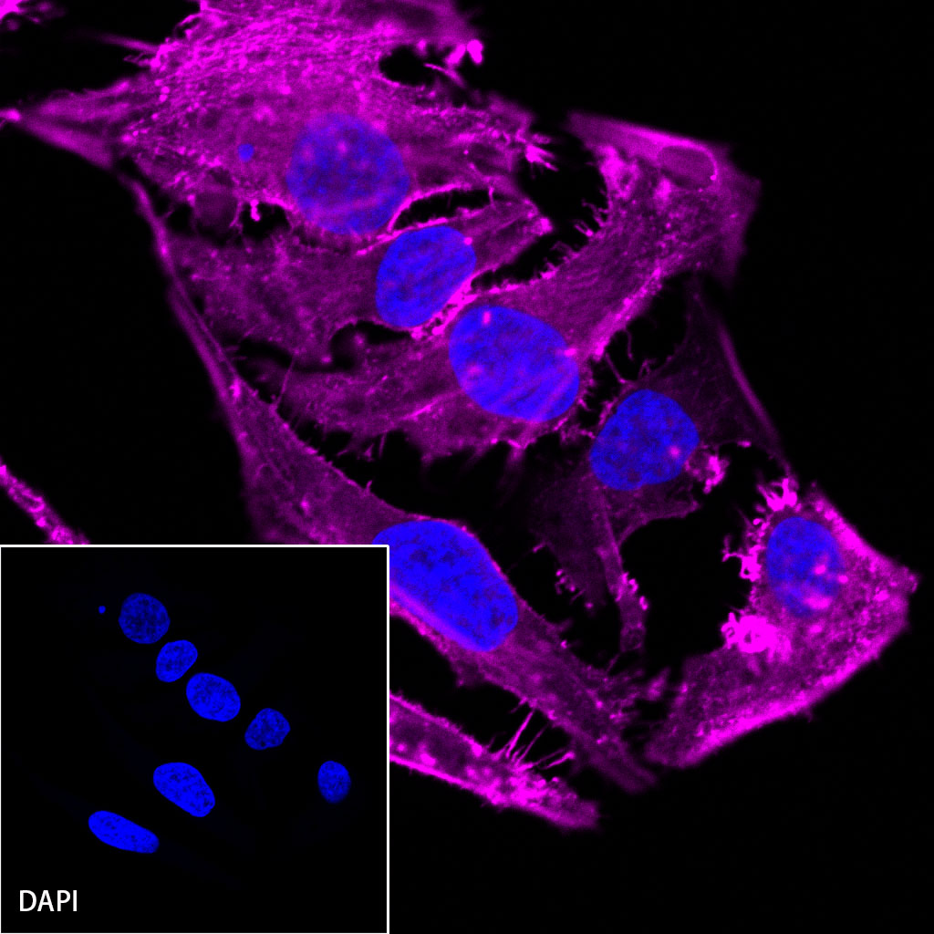 β-actin Recombinant Rabbit mAb (Cy5 Conjugate) (SDT-R156)