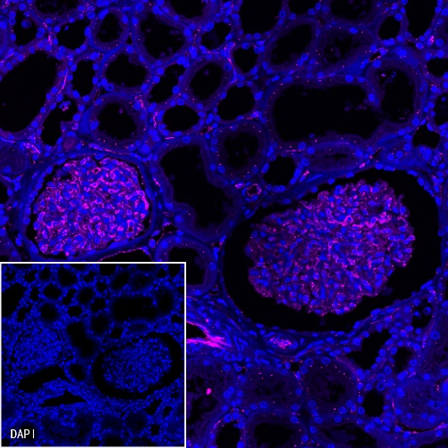 CD31 Recombinant Rabbit mAb (Cy5 Conjugate) (S-008-17)