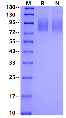 MERTK His Tag Protein, Human