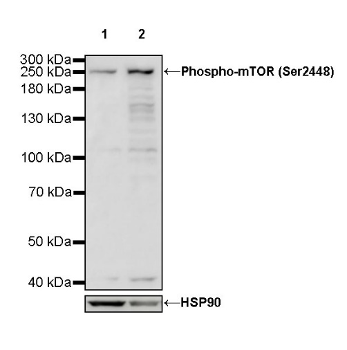 Phospho-mTOR (Ser2448) Recombinant Rabbit mAb (S-705-7)