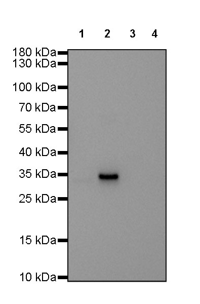 Human IgG2 F(c) Recombinant Rabbit mAb (SDT-318-75)