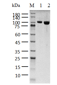 POLtheta Protein