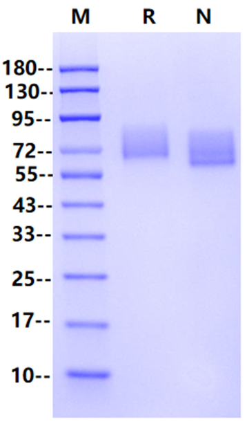 ICAM-1/CD54 His Tag Protein, Human