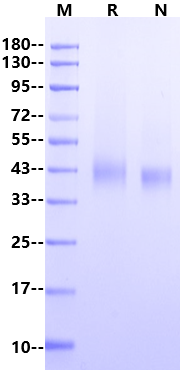 TMEFF2/Tomoregulin-2 His Tag Protein, Human