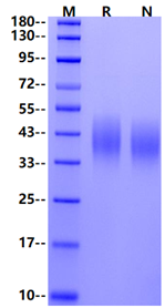 DMBT1 His Tag Protein, Human