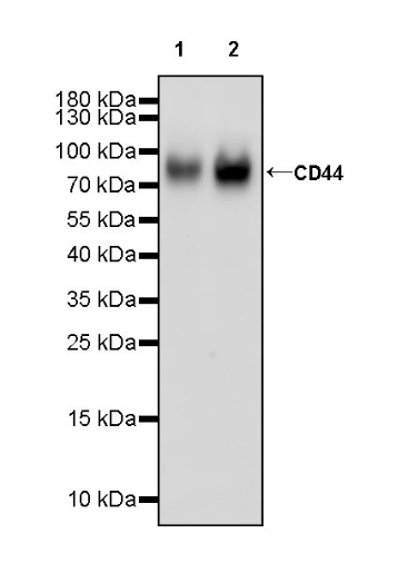 CD44 Recombinant Rabbit mAb (S-944-25)