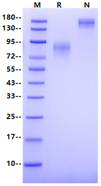 CEACAM-6/CD66c Fc Chimera Protein, Human