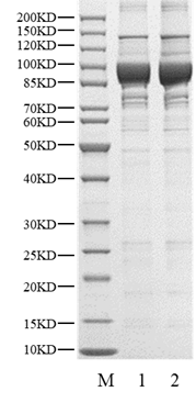 USP6 Protein