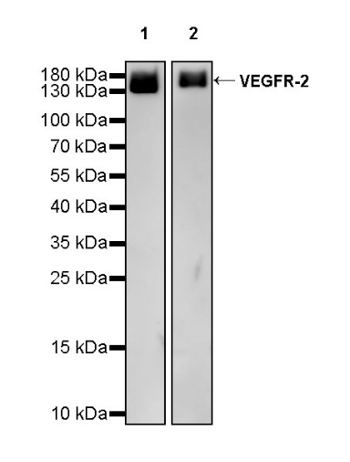 Invivo anti-mouse VEGFR-2 Recombinant mAb