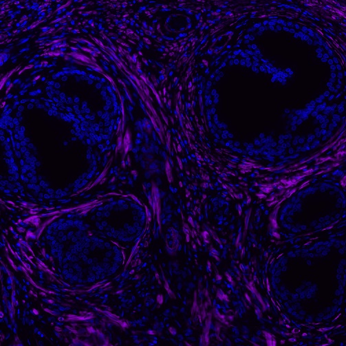 alpha smooth muscle Actin Recombinant Rabbit mAb (Alexa Fluor® 700 Conjugate) (S-132-63)