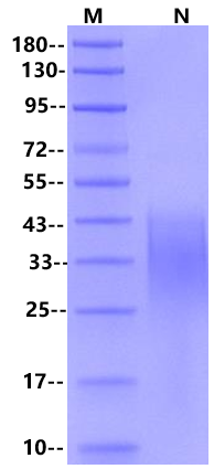 CD27 Ligand His Tag Protein, Cynomolgus