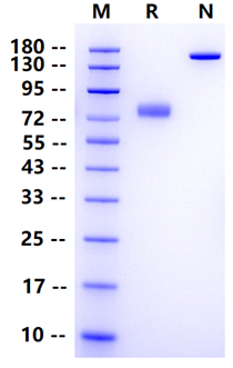 Biotinylated MSLN Fc&Avi Tag Protein, Human