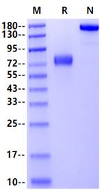 MICB Fc Chimera Protein, Human