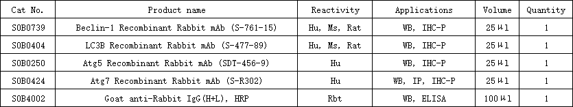 Autophagy Antibody MiniAb Set