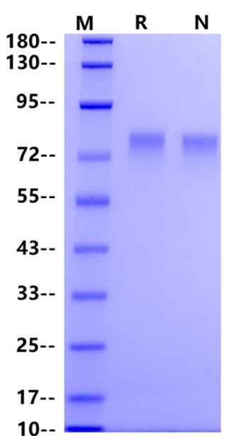 CD39 His Tag Protein, Cynomolgus