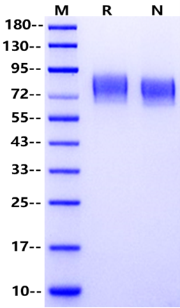 LILRA2 His Tag Protein, Human