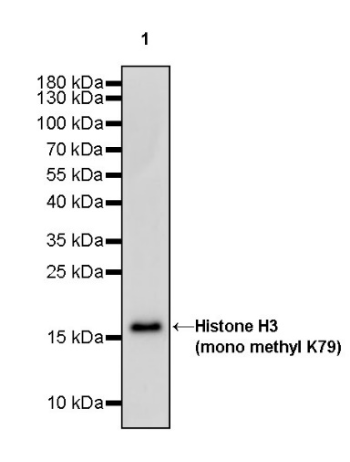 Histone H3 (mono methyl K79) Recombinant Rabbit mAb (S-R417)
