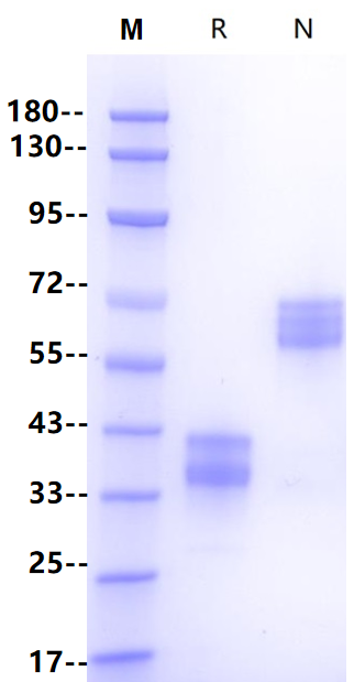IgG2b Fc Protein, Llama